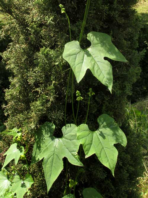 Tacaco, SECHIUM TACACO