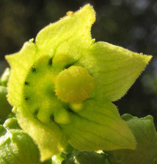 Tacaco, SECHIUM TACACO, male flower from front