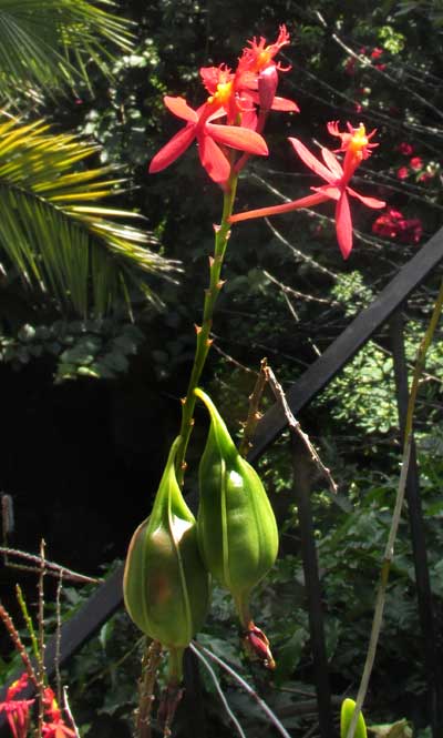 Ground-rooting Epidendrum, EPIDENDRUM RADICANS, fruits