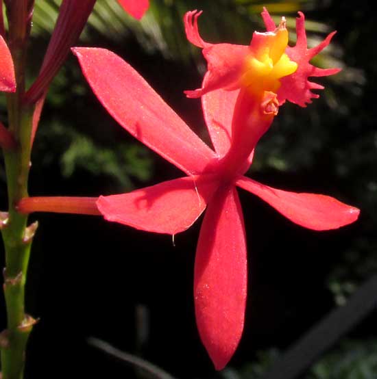 Ground-rooting Epidendrum, EPIDENDRUM RADICANS, flower