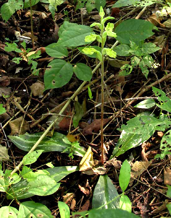 SARCOGLOTTIS SEPTRODES in habitat