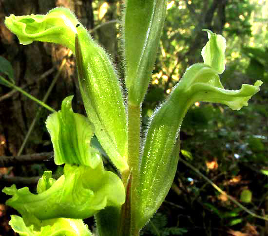 SARCOGLOTTIS SEPTRODES flowers