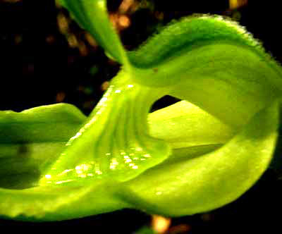 SARCOGLOTTIS SEPTRODES close-up of column or gynandrium