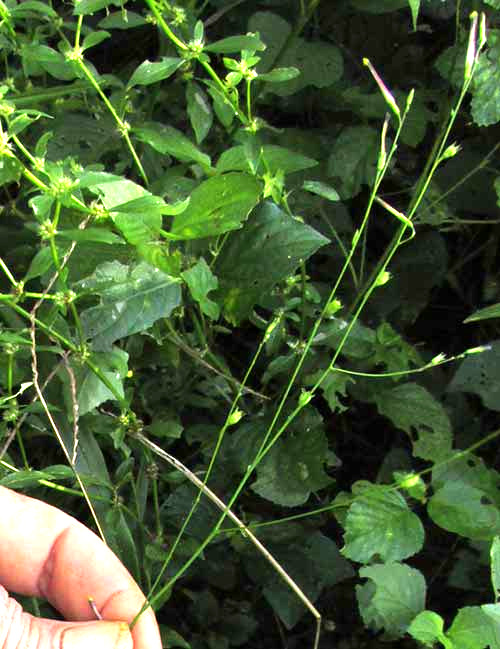 SCHWENCKIA AMERICANA, inflorescence