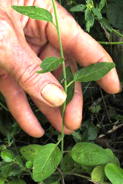 SCHWENCKIA AMERICANA, leaves