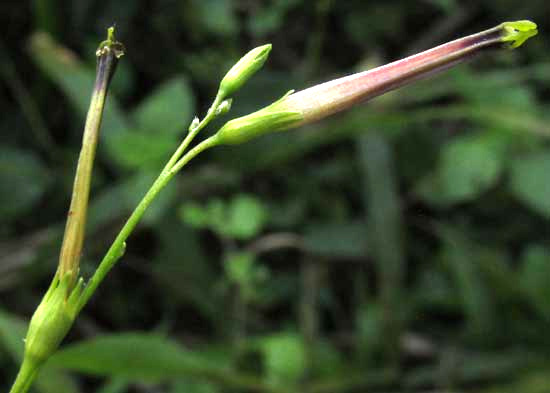 SCHWENCKIA AMERICANA, flower