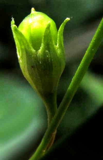 SCHWENCKIA AMERICANA, inflorescence