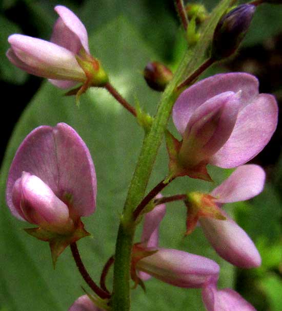 DESMODIUM AFFINE, flowers