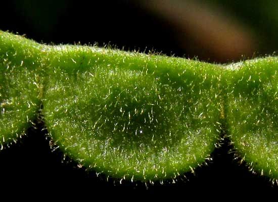 DESMODIUM AFFINE, loment joint showing hooked hairs