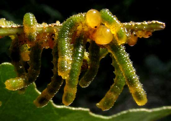 Seagrape Sawfly, ERICOCEROS cf MEXICANUS, early instar caterpillars