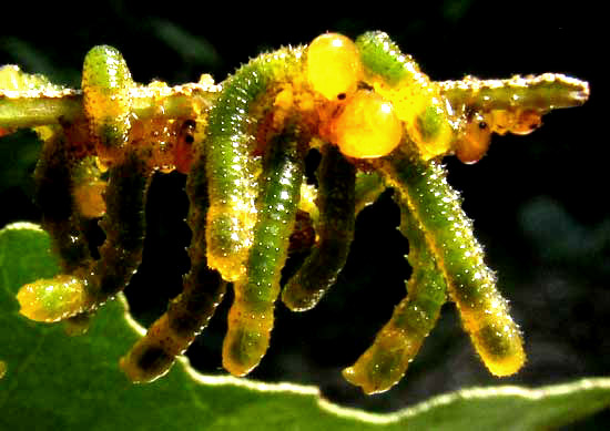 Seagrape Sawfly, ERICOCEROS cf MEXICANUS, early instar caterpillars