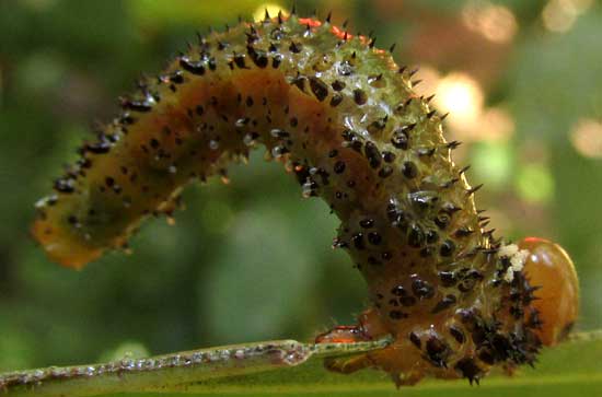 Seagrape Sawfly, ERICOCEROS cf MEXICANUS, late instar caterpillar