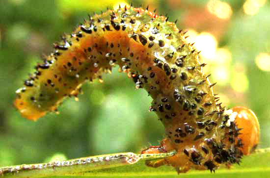 Seagrape Sawfly, ERICOCEROS cf MEXICANUS, late instar caterpillar