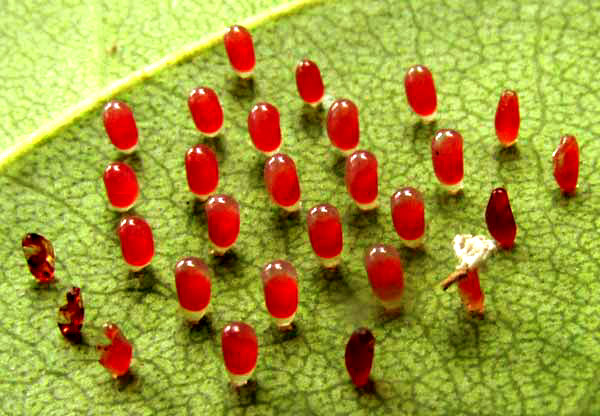 Seagrape Sawfly, ERICOCEROS cf MEXICANUS, eggs