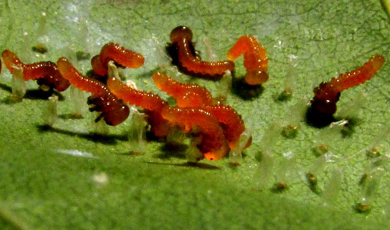 Seagrape Sawfly, ERICOCEROS cf MEXICANUS, caterpillars emerging from eggs