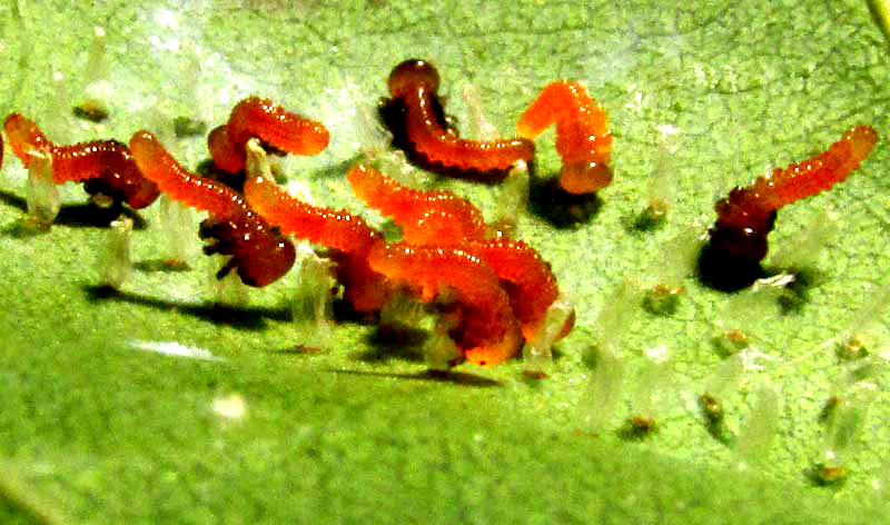 Seagrape Sawfly, ERICOCEROS cf MEXICANUS, caterpillars emerging from eggs