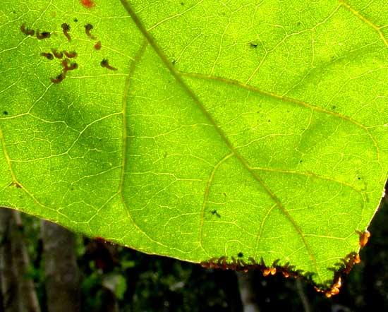 Seagrape Sawfly, ERICOCEROS cf MEXICANUS, newly hatched caterpillars migrating to leaf's edge