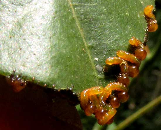 Seagrape Sawfly, ERICOCEROS cf MEXICANUS, newly hatched caterpillars at leaf margin