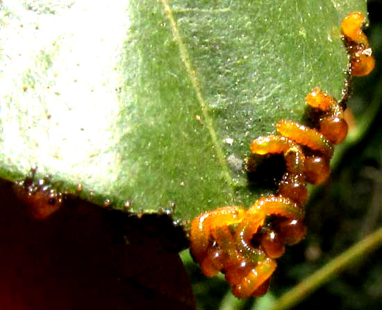 Seagrape Sawfly, ERICOCEROS cf MEXICANUS, newly hatched caterpillars at leaf margin