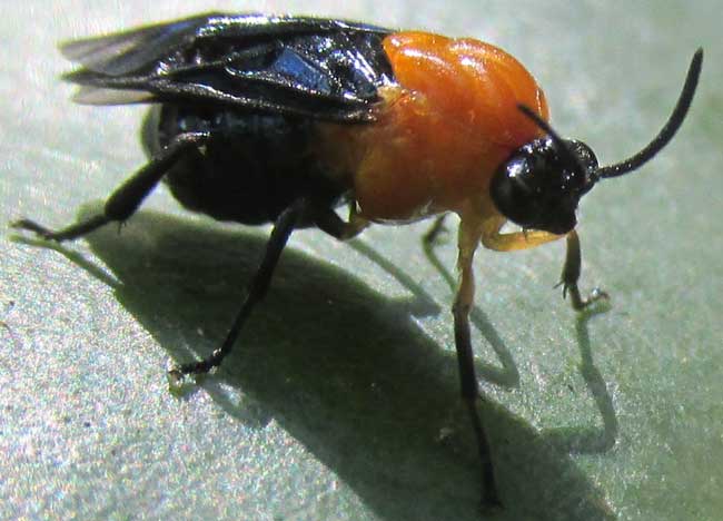 Seagrape Sawfly, ERICOCEROS cf MEXICANUS, adult