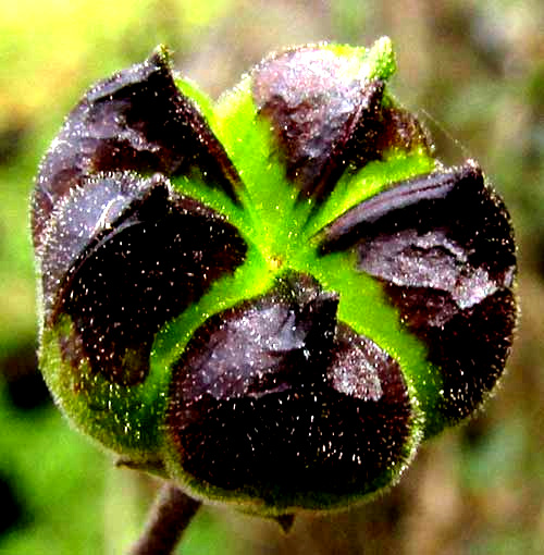 Big Yellow Velvetleaf, WISSADULA AMPLISSIMA, maturing schizocarps