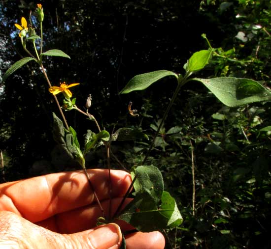 ALDAMA DENTATA, branch with flowers and leaves