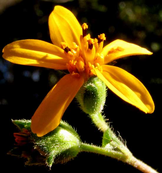 ALDAMA DENTATA, flowering head