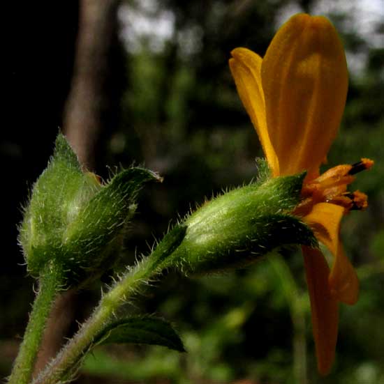 ALDAMA DENTATA, involucre