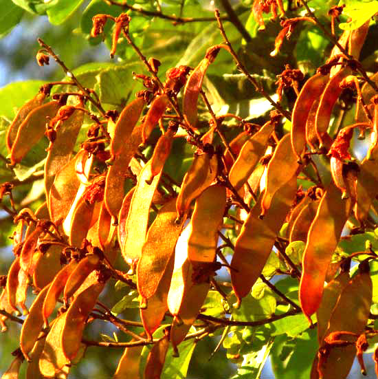 BAUHINIA HERRERAE, legumes