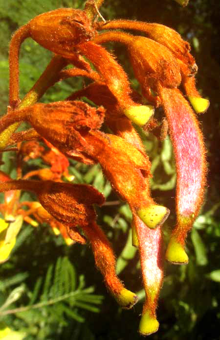 BAUHINIA HERRERAE, expanding ovaries with oversized stigma heads