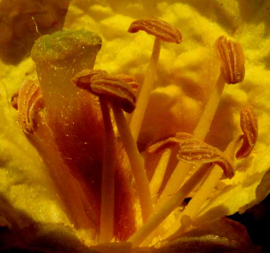 BAUHINIA HERRERAE, flower longitudinal section