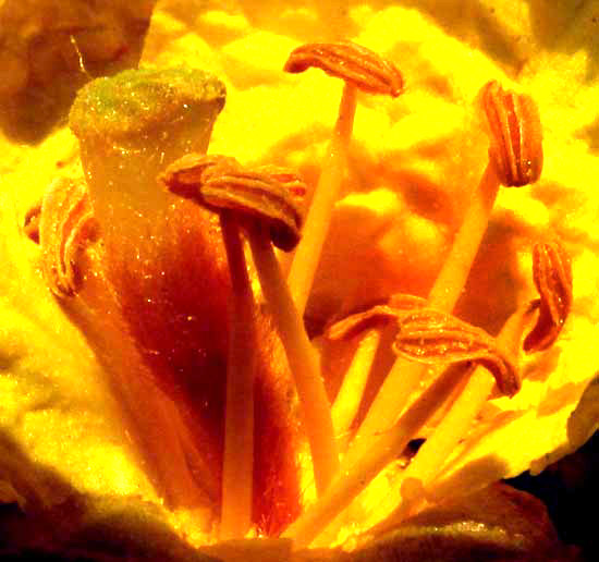 BAUHINIA HERRERAE, flower longitudinal section