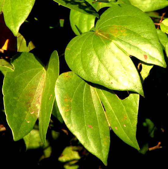 BAUHINIA HERRERAE, leaves