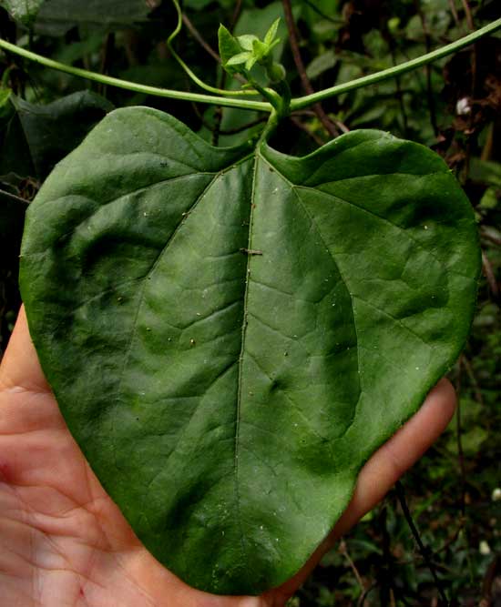 CIONOSICYOS EXCISUS, unlobed leaf