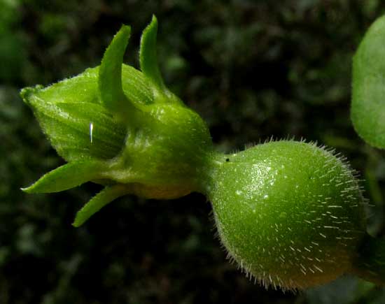 CIONOSICYOS EXCISUS, immature flower & fruit