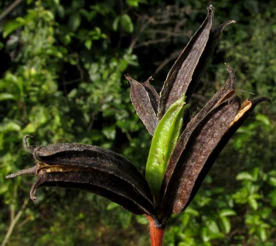 Jute, CORCHORUS AESTUANS, fruits