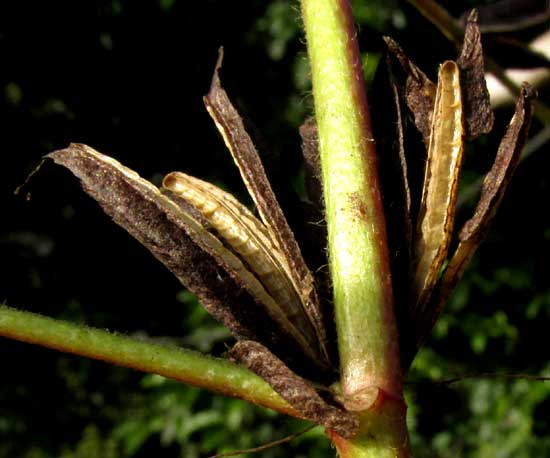 Jute, CORCHORUS AESTUANS, open capsules showing partitions between seeds