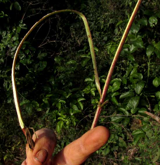 Jute, CORCHORUS AESTUANS, fibers pulling from stem