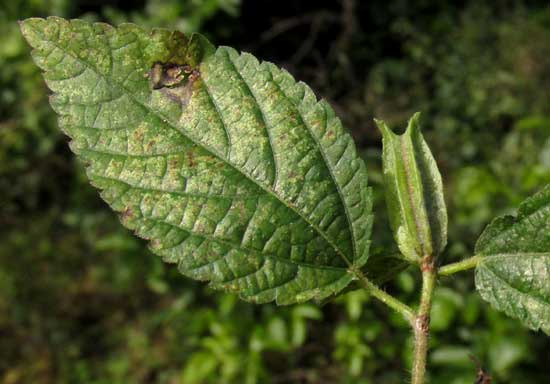 Jute, CORCHORUS AESTUANS, leaf and immature fruit