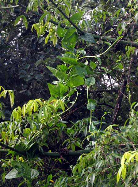 Climbing Spinach, BASELLA ALBA, climbing into tree