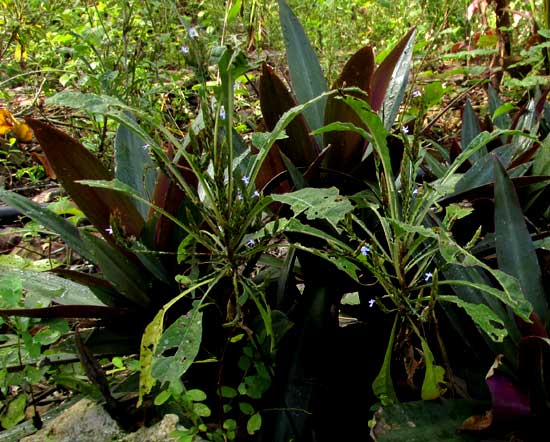 Purple Scalystem, ELYTRARIA IMBRICATA, plant