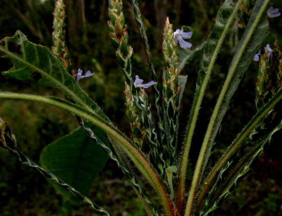 Purple Scalystem, ELYTRARIA IMBRICATA, leaf bases and spikes