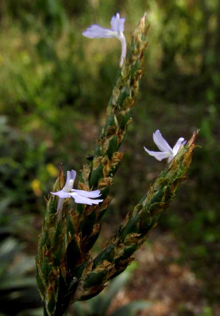 Purple Scalystem, ELYTRARIA IMBRICATA, flowers