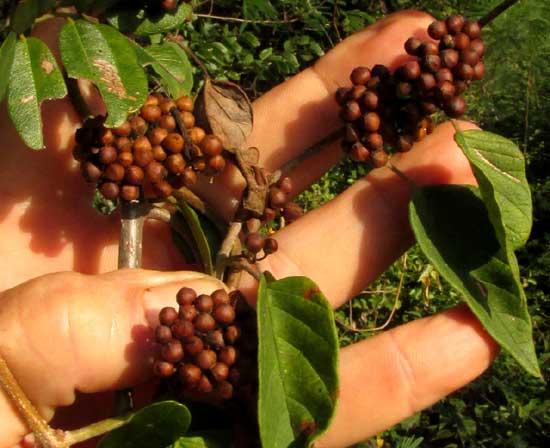 JACQUEMONTIA NODIFLORA, fruit clusters