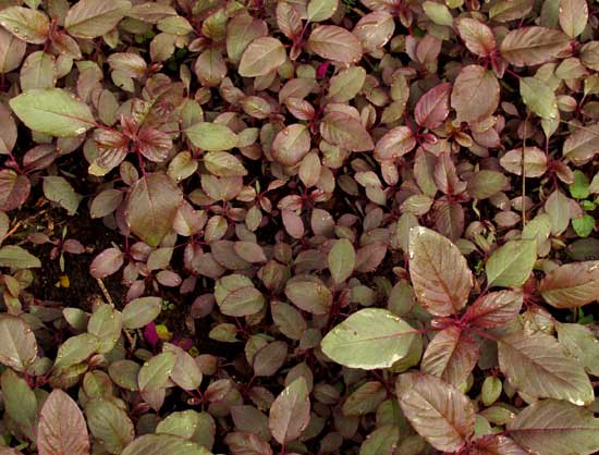 Amaranth as Living Mulch in Tropical Dry Season Garden