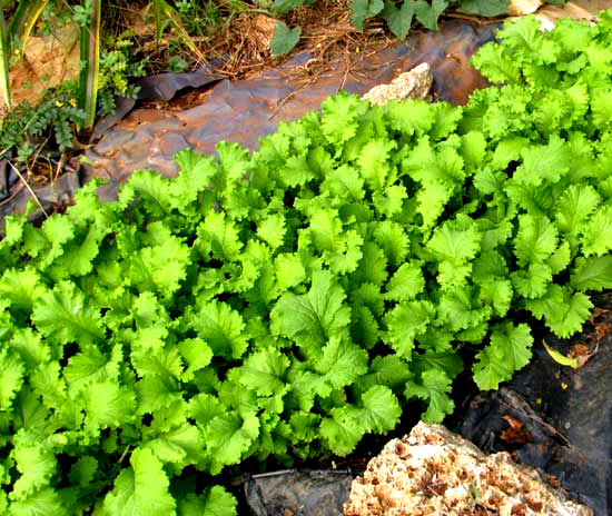 Mustard Greens as Living Mulch in Tropical Dry Season Garden