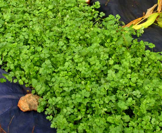 Climbing Spinach as Living Mulch in Tropical Dry Season Garden