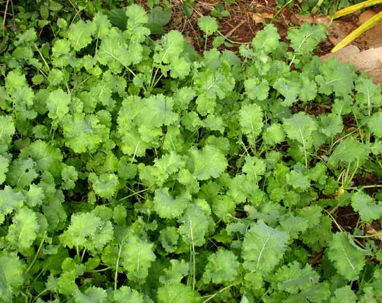 Climbing Spinach as Living Mulch in Tropical Dry Season Garden