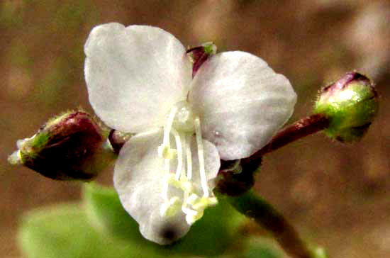 CALLISIA CORDIFOLIA, flower from front