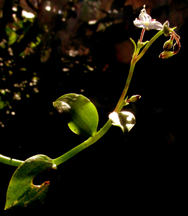 CALLISIA CORDIFOLIA, inflorescence